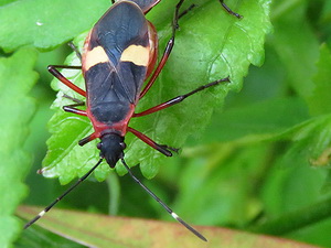 Red bug/Dysdercus albofasciatus