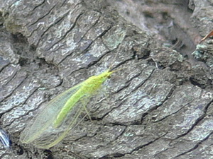 Green lacewing/Chrysoperla externa