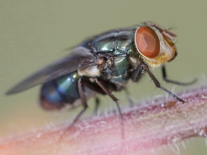 Blow fly/Cochliomyia sp.