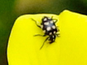 Lady beetle/Coleomegilla quadrifasciata