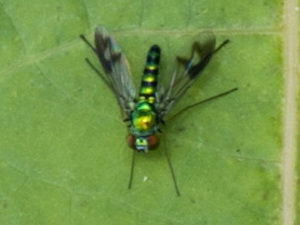 Long-legged fly/Condylostylus sp