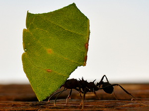 Leaf cutter ant/Acromyrmex lundii
