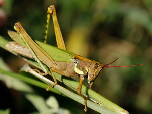 Lubber grasshopper/Coryacris angustipennis