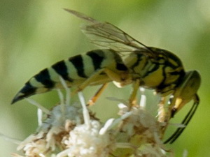 Apoid wasp/Bicyrtes sp.