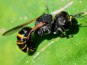 Apoid wasps - Family Crabronidae