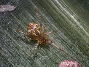 Cobweb spider/Cryptachaea sp.
