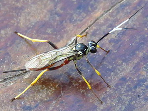 Ichneumon wasp/Cryptanura sp