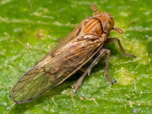 Planthoppers - Family Delphacidae