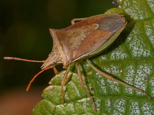 Horn bug/Diceraeus furcatus