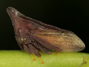 Treehopper/Enchenopa sp.