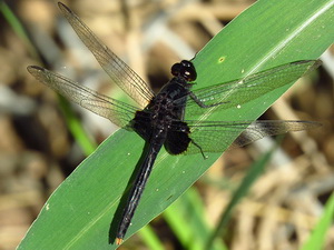 Dragonfly/Erythemis attala