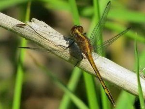 Dragonfly/Erythrodiplax sp.