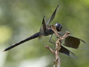 Dragonfly/Erythrodiplax umbrata