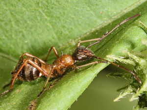 Broad-headed bugs - Family Alydidae