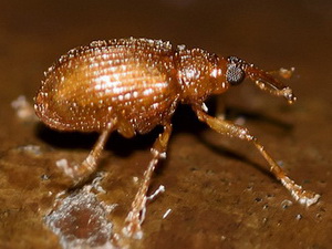 Snout beetles - Family Curculionidae