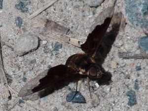 Bee fly/Hemipenthes sp