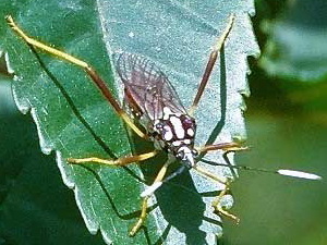 Leaf-footed bug/Holhymenia histrio