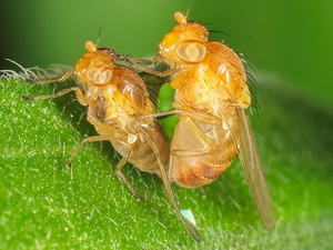 Flies - Family Lauxaniidae