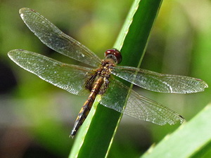 Dragonflies - Family Libellulidae