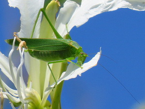 Leaf katydid/Ligocatinus spinatus
