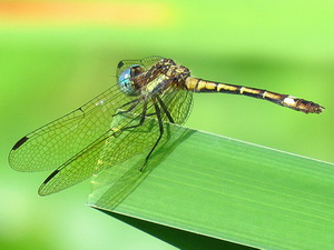 Dragonfly/Micrathyria hipodydima