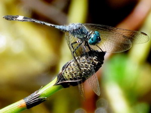 Dragonfly/Micrathyria sp.
