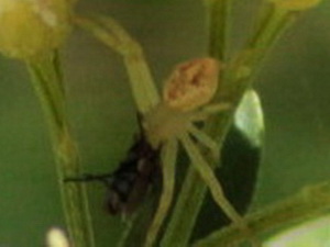 Crab spider/Misumenops sp.