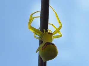 Crab spider/Misumenops callinurus