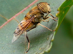 Band-eyed drone fly/Eristalinus taeniops
