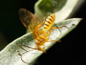 Ichneumon wasp/Neotheronia sp.