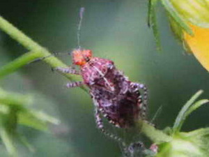 Lace bug/Corythaica sp.