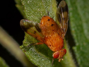 Bristle fly/Oestrophasia sp.