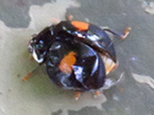 Lady beetle/Olla v-nigrum