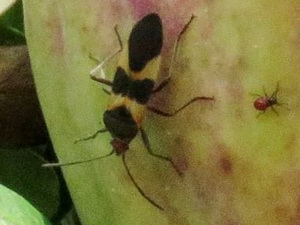 Seed bug/Oncopeltus unifasciatellus