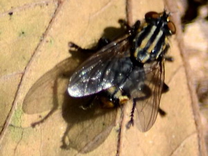 Flesh fly/Oxysarcodexia varia