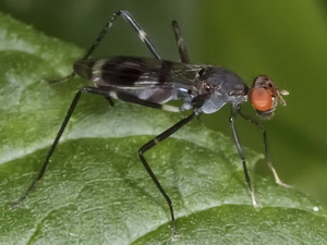 Stilt-legged fly/Paragrallomyia sp
