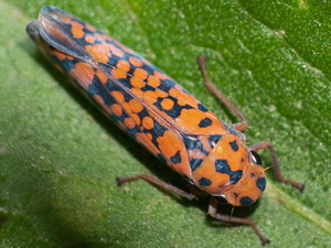 Leafhopper/Pawiloma victima