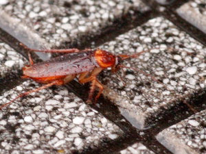 American cockroach/Periplaneta americana