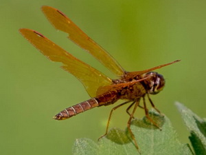 Dragonfly/Perithemis tenera