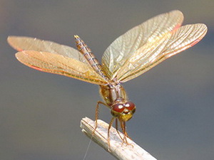 Dragonfly/Perithemis sp.