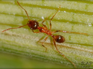 Big-headed ant/Pheidole sp.