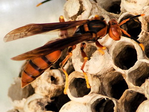 Paper wasp/Polistes sp