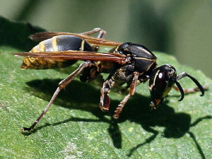 Paper wasp/Polistes cinerascens