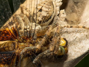 Giant crab spider/Polybetes rapidus