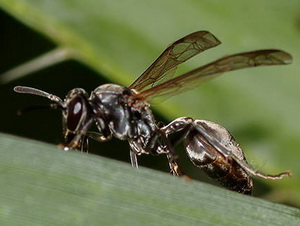 Balck paper wasp/Polybia ignobilis