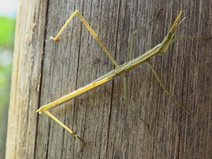 Stick grasshoppers - Family Procospiidae