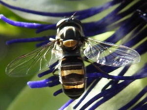 Hoverfly/Pseudoscaeva meridionalis
