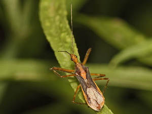 Assassin bug/Repipta flavicans