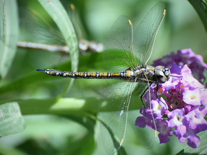 Dragonfly/Rhionaeschna absoluta