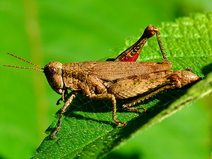 Spur-throated grasshopper/Ronderosia bergii